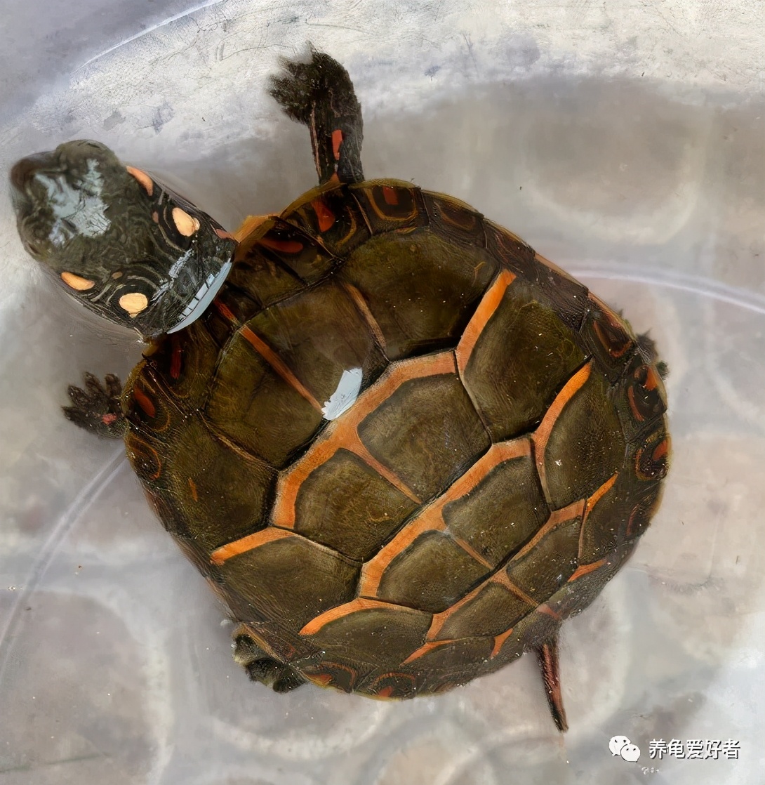 锦龟简介,东部锦龟是巴西龟吗