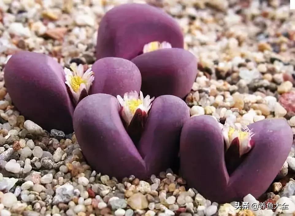 世界名贵花图片大全集,世界上最漂亮名贵的花卉