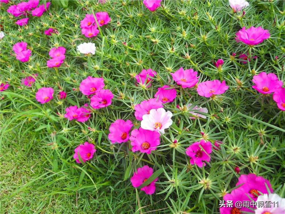 适合春季栽种的花卉,春天花怎样浇水