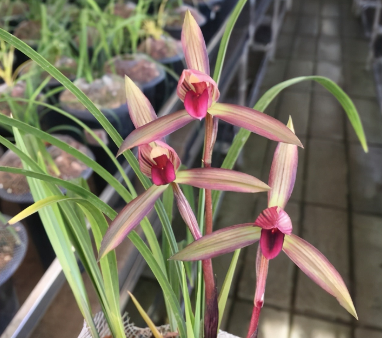 墨兰黑珍珠兰花多少钱一苗,此兰花被誉为国兰第一红