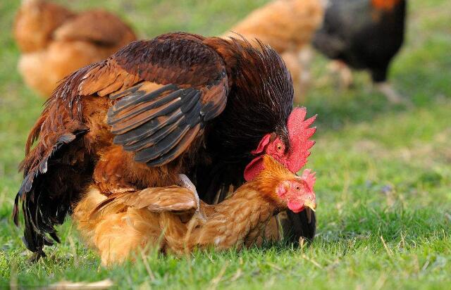 种禽采精技术篇:本文介绍多种手法操作指南