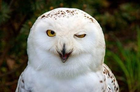 养鸽子不知道的知识,养鸟知识科普