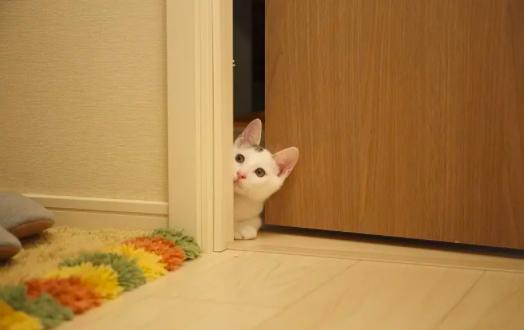 猫咪粘铲屎官,猫猫超粘人