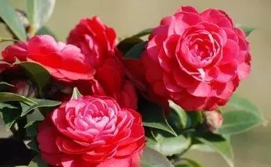 各类盆栽花语大全及寓意,各绿植寓意名字及花语大全