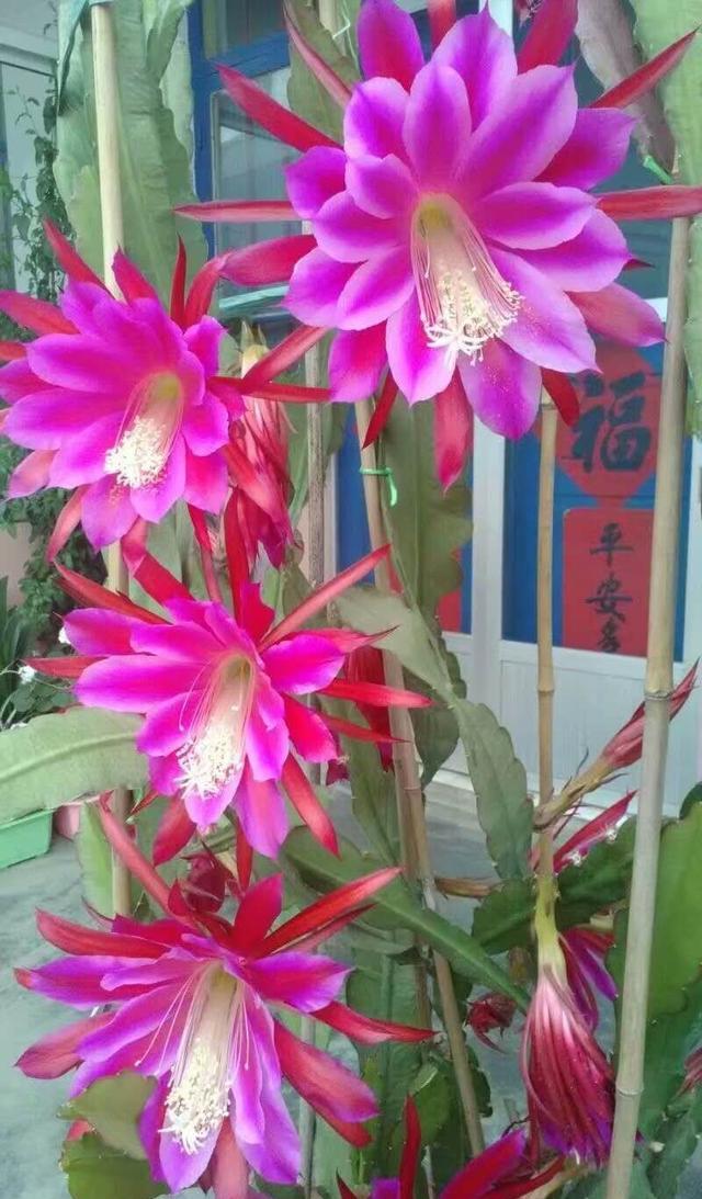 一棵仙人掌上长着三棵花,一棵多种开花仙人掌