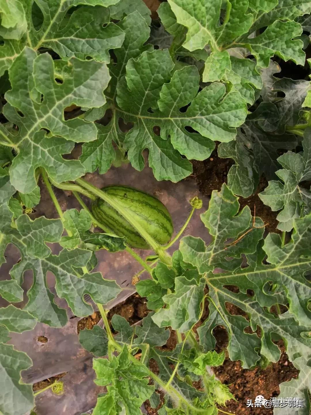 今年哪里的西瓜丰收了,现在的西瓜都成什么样子了