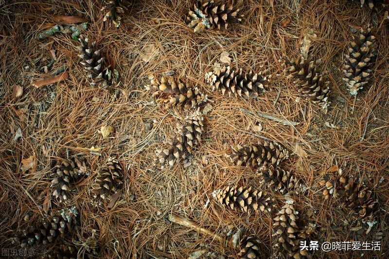 君子兰养了几年不开花要换盆吗,君子兰不开花这样养一年能开两茬