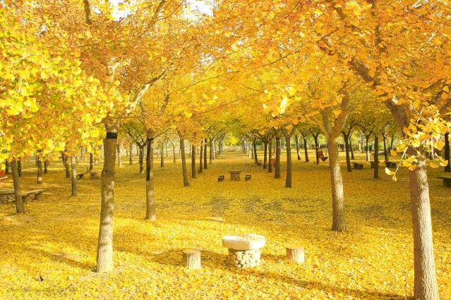 用银杏叶做一个非常有名的艺术品,小学生银杏叶手工简单