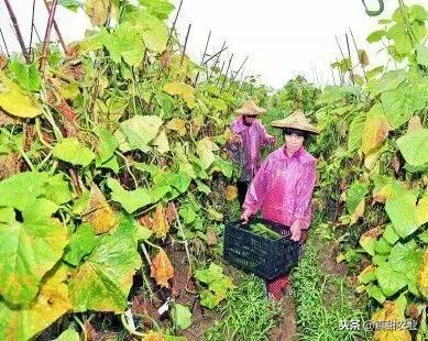 蔬菜行业套路多，种植户、批发商与零售商，哪个环节最容易赚钱