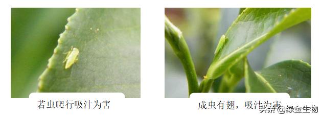 小绿叶蝉发生规律,小绿叶蝉的发生特点