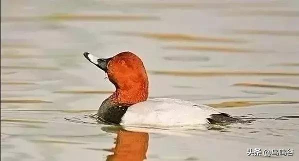 看图识鸟图片及答案,看图识鸟软件哪个好用