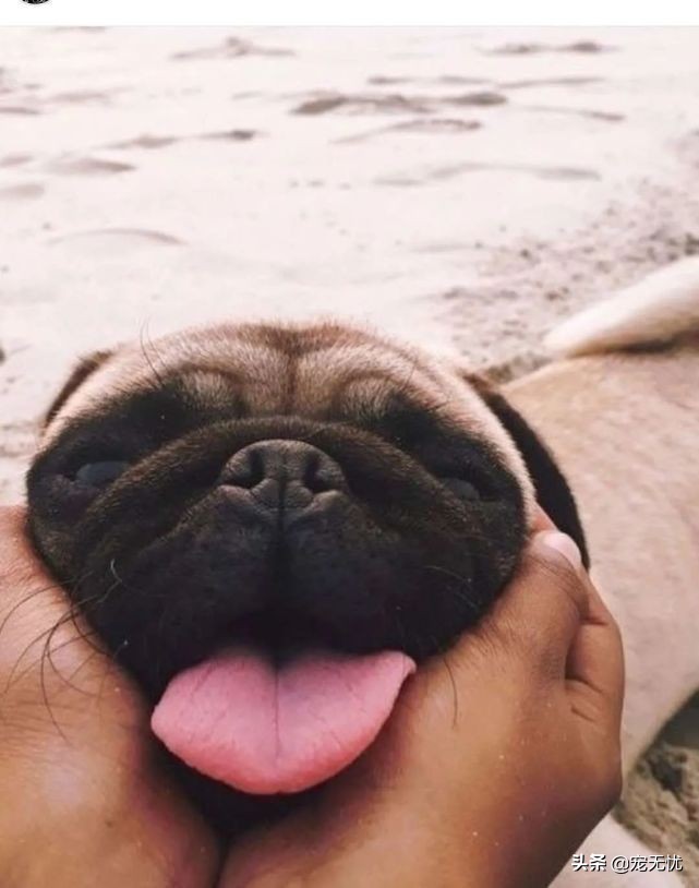 小猫来到新家一直叫怎么办,小狗在新家一般叫几天适应