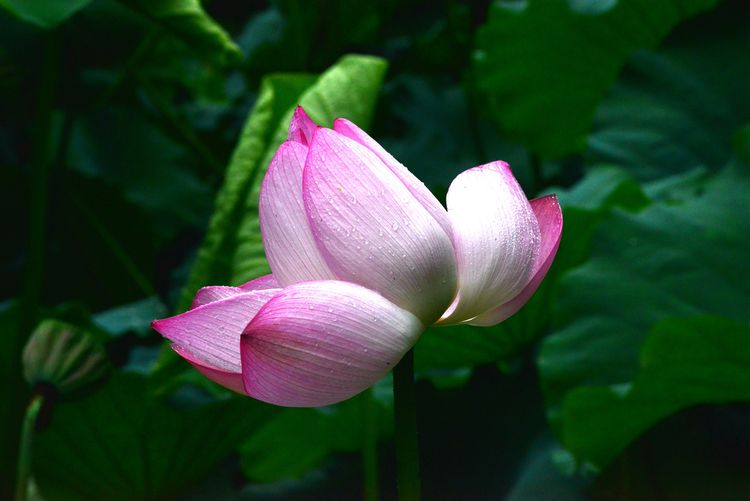 涔愯嚦鑽疯姳鎽勫奖浣滃搧娆ｈ祻,涔愯嚦鍗拌薄鎽勫奖