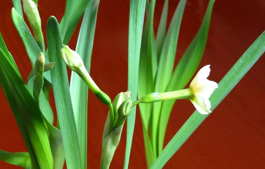 水仙花叶太多下垂,水仙花下垂了怎么补救