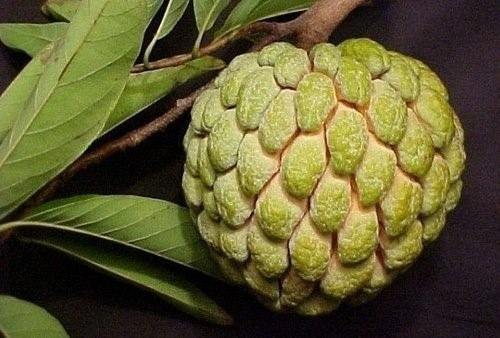 1分钟挑战认出10种罕见水果,5种难得一见的稀有水果