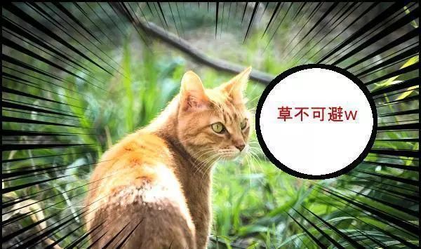 日本语草是什么意思,日本人说草的意思