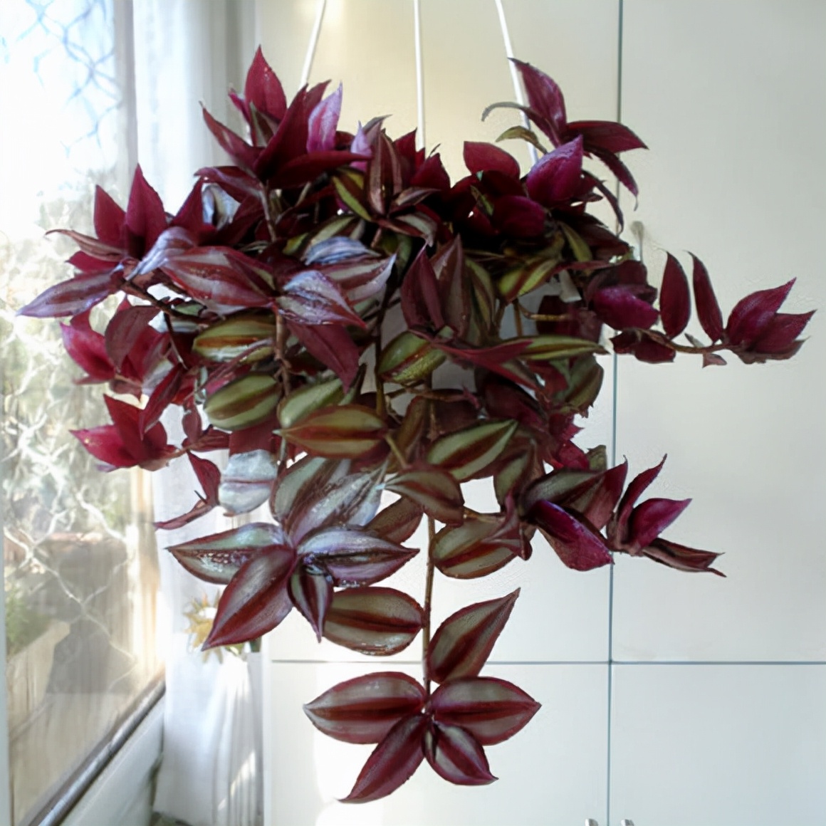 今年流行网红花,漂亮又好看的网红花