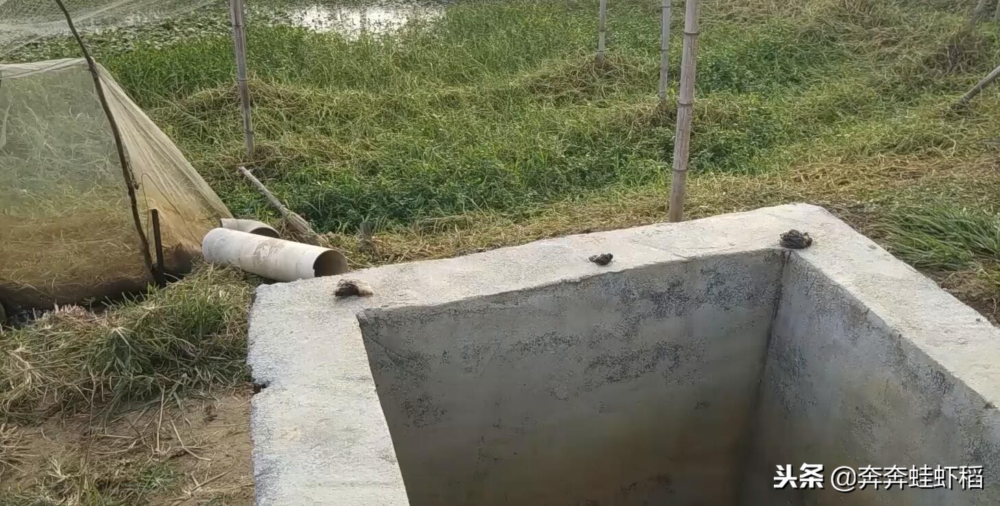 农村养青蛙,养得好一亩能赚2-3万,一亩田要投入多少?