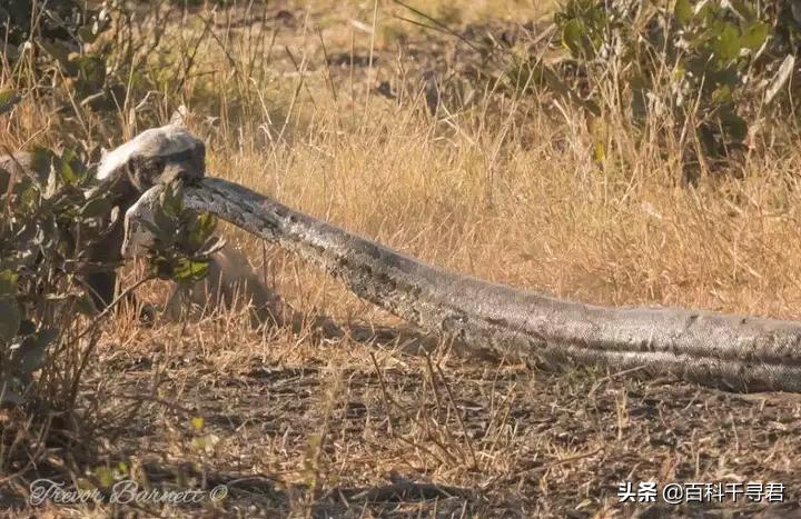 蜜獾不怕毒蛇吗,蜜獾无所畏惧