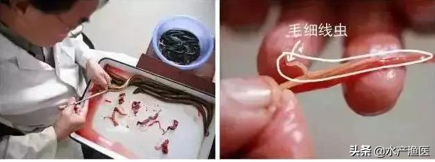 养殖鱼常见体外寄生虫,23种鱼类寄生虫图片库