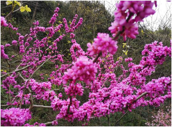 关于春天的颜色,关于春天的景色是什么
