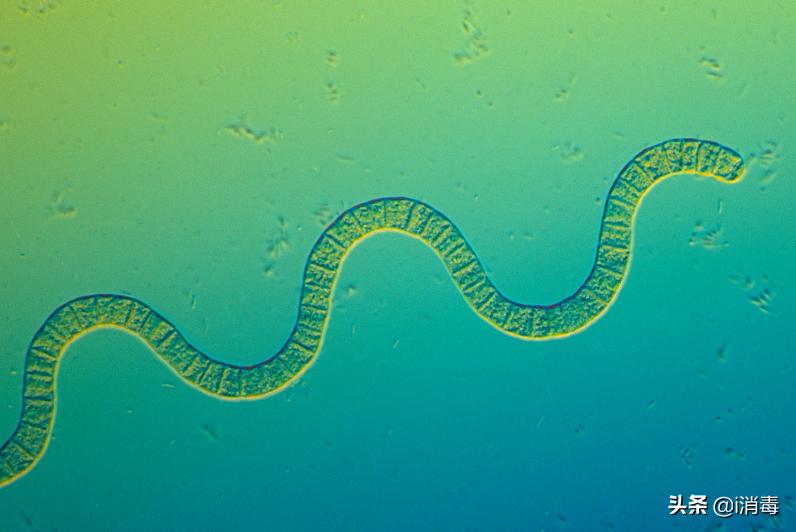 微生物中最好看的微生物,适合用来科普的微生物