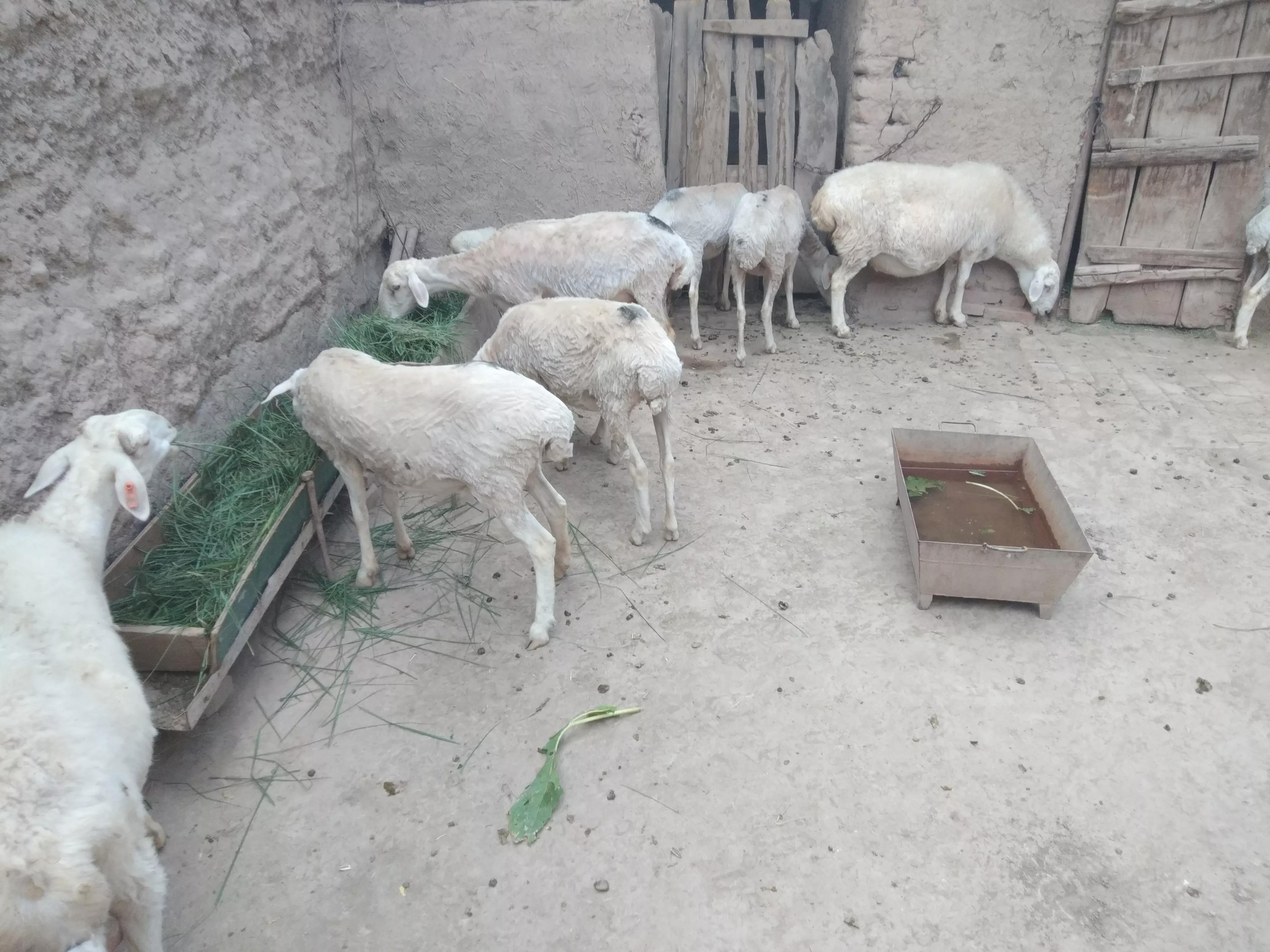 养羊自配饲料的四大误区,养羊是先养还是先办证