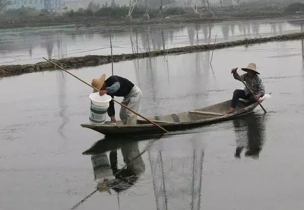 养虾的分享,养虾牛人对虾养殖技术视频