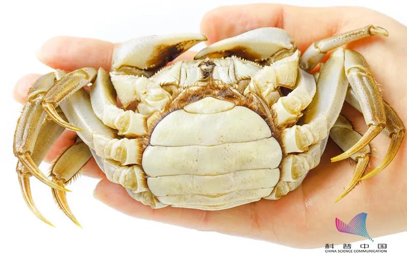 刚买的死螃蟹可以吃吗,误食了死螃蟹多久发作