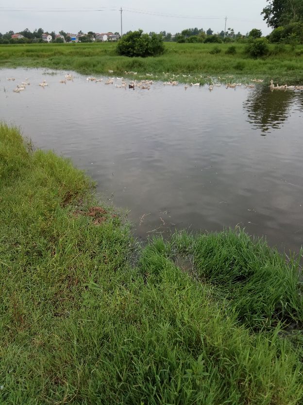 返乡创业农村生活现实记,农村生活与创业之路欢迎进来交流