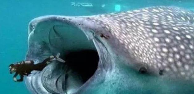 被鲸鱼吞下该如何自救,我被鲸鱼吞进肚子里你要怎么自救