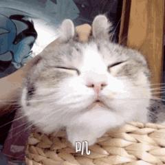 关于EGC身为铲屎官的你知多少?各种皮肤病都可能是EGC!