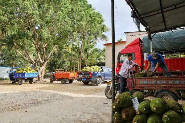 拼多多月销10万菠萝蜜,卖菠萝蜜发家致富