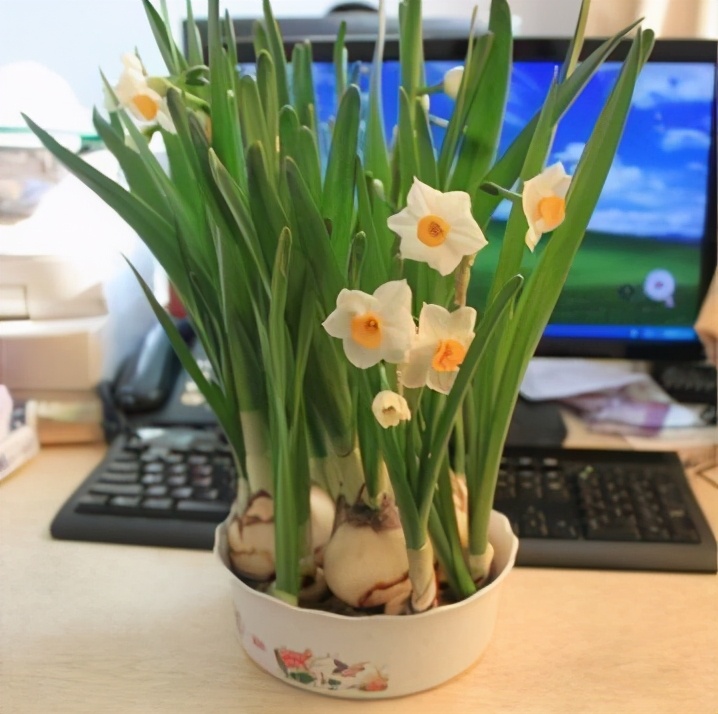 水仙花盆种植方法图解,水仙开完花怎么养种球