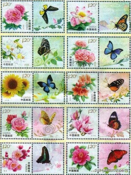 南阳世界月季之乡的金字招牌,聚焦南阳月季之美展示