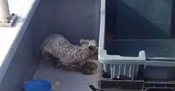 北极狐76天暴走3500公里,一只北极狐的真实生活