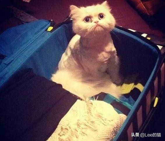 安检行李箱猫猫,机场海关抓到偷渡人员