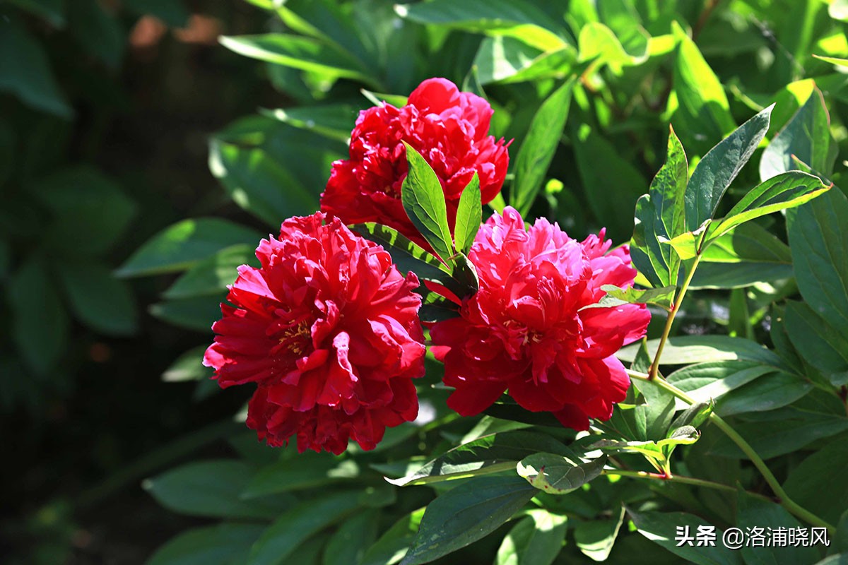 大院绿化的回忆——顺便看看院里的芍药定个究竟有多少种？