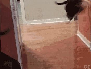 猫咪从多高距离摔下来会骨折,猫咪高处摔下后受内伤有什么表现