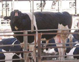 母牛发情古怪多勤观细察不漏配适时配种保胎率