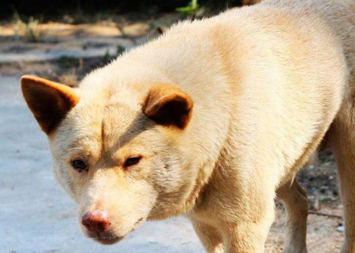 半夜鸟叫是在干啥,晚上乱叫有多可怕