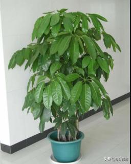 养幸福树用硬塑料盆可以吗,养幸福树需要湿度吗