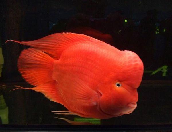 不是所有大脑袋的观赏鱼，看起来都令人舒适，有些品种其实很难看