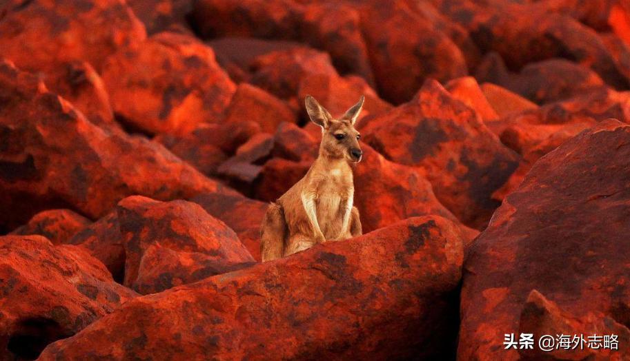 婢冲ぇ鍒╀簹瀵瑰崕鍑哄彛鎹熷け,婢冲ぇ鍒╀簹娆㈡榧撹垶