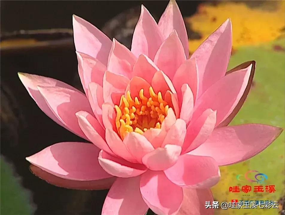 迷人!这里的“花中睡美人”盛开了