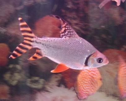 不臭不掉毛的宠物还好养,不咬人不掉毛的宠物推荐