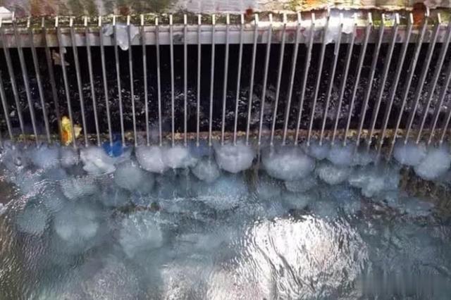 *翻推**10亿重渔船,公然攻击核电站,水母正朝着人类天敌演变