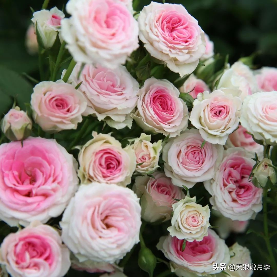 四月最浪漫的蔷薇花,最浪漫的四月花