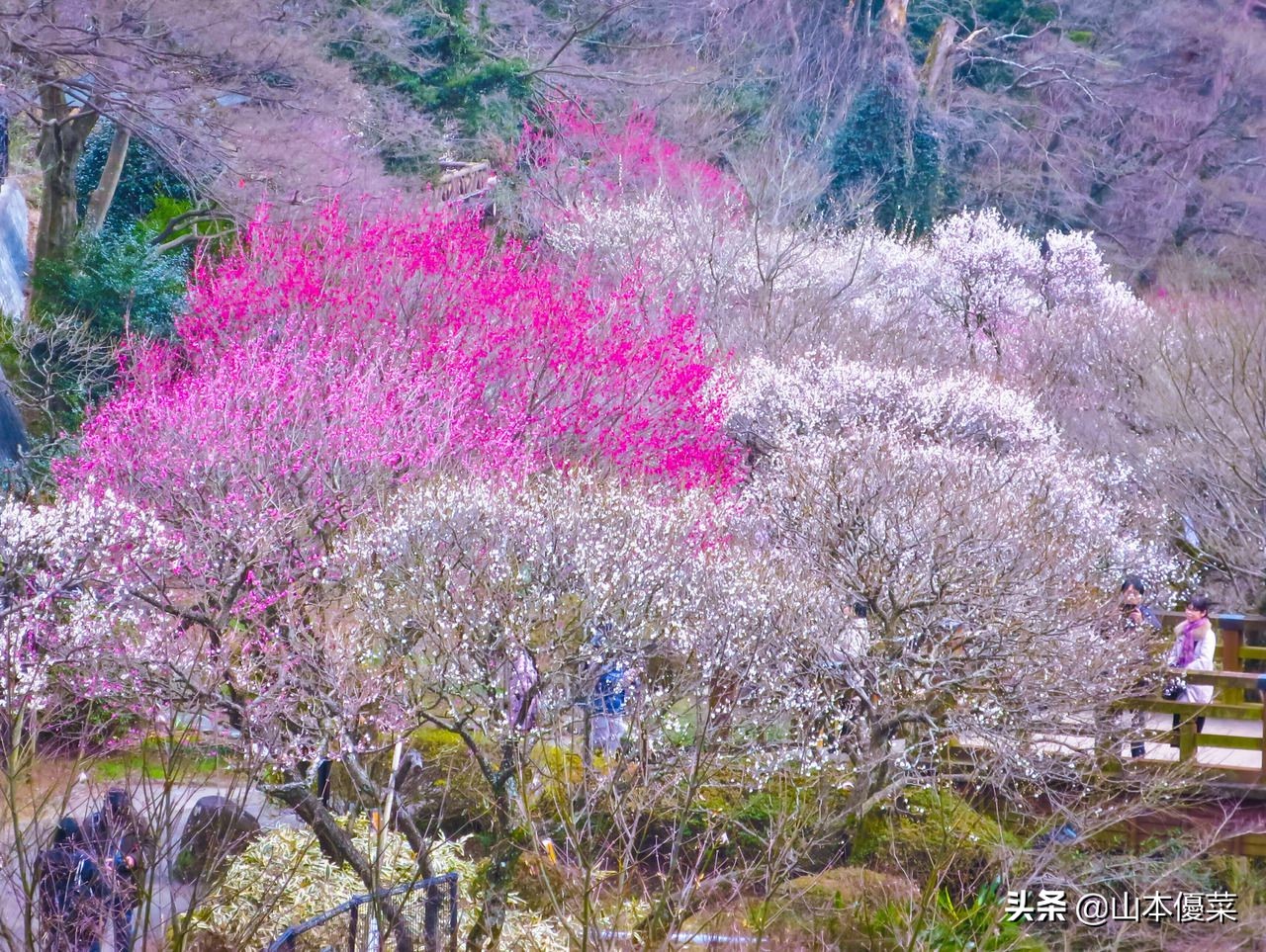 不先一步感受春天的到来吗日本全国华丽的梅花名胜