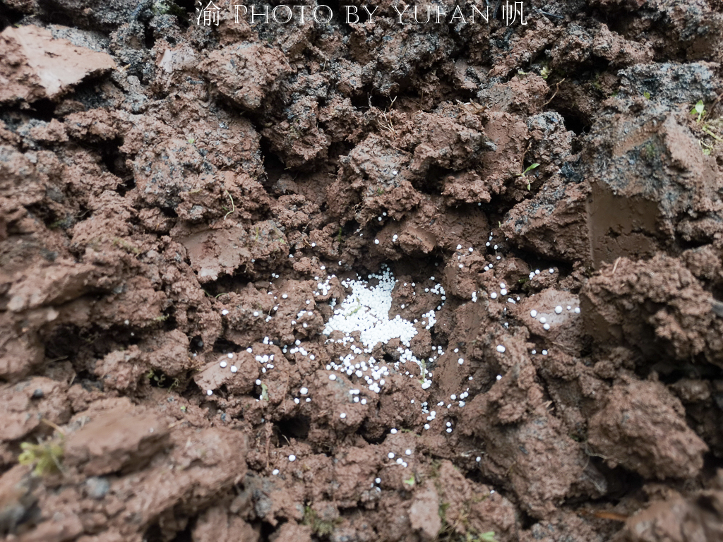 批发各种蔬菜苗苦瓜苗 (西瓜苦瓜丝瓜黄瓜甜瓜辣椒苗出售)